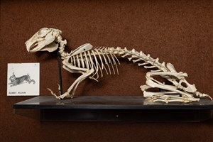 Image description is not available for 1983.30.1